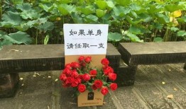青岛玫瑰花爆料案件最新,真相与争议交织的悬疑故事